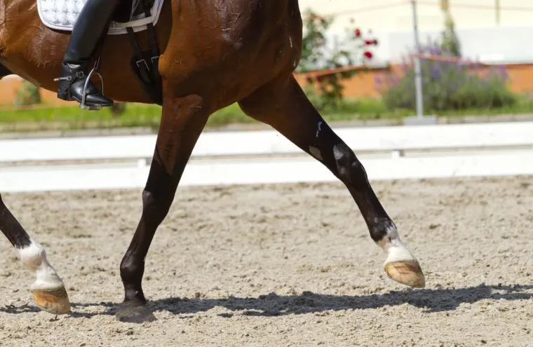 Radio cheval arthrose, Amiens, GALOP & TROT VETO
