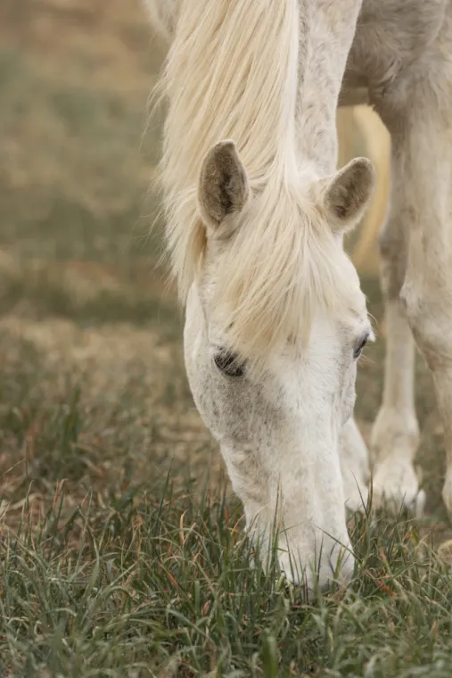 Le syndrome de Cushing chez le cheval, Amiens, GALOP & TROT VETO